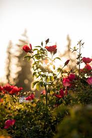 He pledged on his profession and as a citizen, as a man he took an oath to remove all the thorns around her who is an innocent rose. Rose Rose Thorn Bud The Simple Gratitude Game My Wife And I Play Before Bed Neil Pasricha