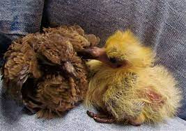 If possible, a healthy nestling should be returned to the nest. How To Save Baby Birds Action Peta Org