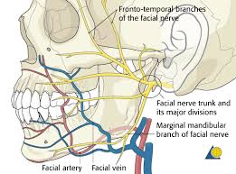 Mandible Additional Material Ao Surgery Reference Aesthetic Clinic Medical Anatomy Nerve Anatomy