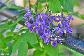 Image result for Solanum seaforthianum