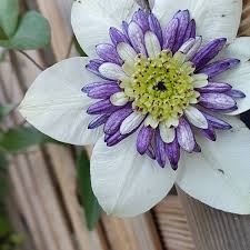 This compact climber is ideal for growing in containers, and can be pruned to almost ground level each year. Clematis Viennetta Evipo006 Clematis Viennetta Uploaded By Sued