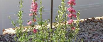 Consolida Rocket Larkspur Consolida Ajacis Kingsize Scarlet
