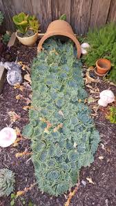 King Of Bloggers Live Bloggers Bloggers King Live Interessant Interessant Int R In 2020 Succulent Landscape Design Backyard Landscaping Designs Succulent Landscaping