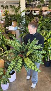 Image result for Streptocarpus leptopus