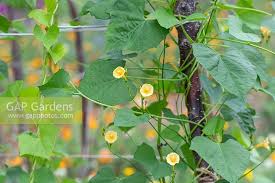 Image result for Ipomoea hederifolia