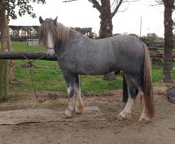 Ted the magnificient Grey Shire Stallion