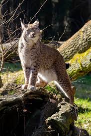 Bijzonder zijn ondermeer de beren en de zwarte zwanen. Ab Dem 1 Mai Ist Der Wildpark Anholter Schweiz Wieder Geoffnet
