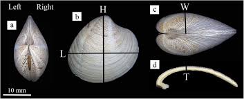 We did not find results for: Shell Properties Of Commercial Clam Chamelea Gallina Are Influenced By Temperature And Solar Radiation Along A Wide Latitudinal Gradient Scientific Reports