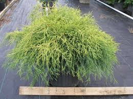 Most hinoki false cypress flourish in full to part sun, and when placed in the right location don't have to be pruned or shaped. Grobe S Nursery And Garden Centre Evergreens3 Evergreen Plants Garden Garden Center
