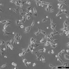 SK-MEL-2 Cells