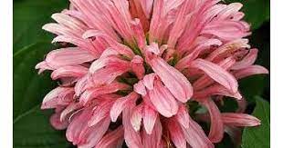 Jacobina Pink Flores Plantas Florecer