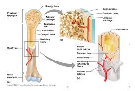 Bones of the axial and appendicular skeleton. Chapter 6 Intro Skeletal System Diagram Quizlet