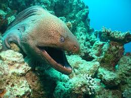 Any of numerous often brightly colored marine eels of the family muraenidae. Giant Moray Eel Picture Of Sinai Blues Luxury Diving Water Sports Sharm El Sheikh Tripadvisor