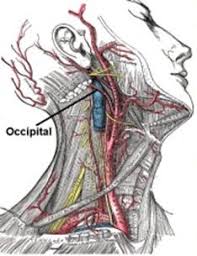 If you have pain in the back of your head, you'd probably enjoy some relief. Occipital Neuralgia Causes Symptoms Diagnosis And Treatment