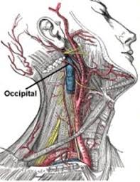 Head and neck trunk and limbs. Occipital Neuralgia Causes Symptoms Diagnosis And Treatment