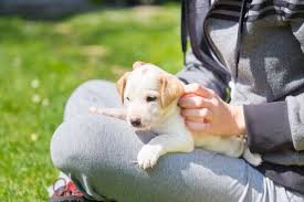 Kopeginizin Dogum Sonrasi Bakimi Icin 5 Ipucu My Animals