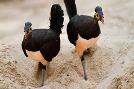 Google has many special features to help you find exactly what you're looking for. 10 Jenis Burung Khas Indonesia Nyaris Punah Yuk Ajarkan Pada Si Kecil