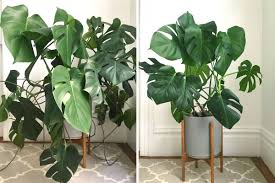 How To Prune And Style A Monstera Deliciosa Monstera Deliciosa Monstera Plants