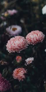 Pin By Luisa Colorado Duran On Flowers Flower Phone Wallpaper Flower Aesthetic Flower Wallpaper