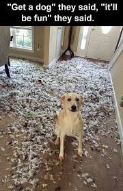 Get A Dog They Said It Ll Be Fun They Said Pictures Photos And Images For Facebook Tumblr Pint Funny Animal Memes Funny Dog Memes Funny Animal Pictures