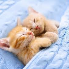 Pin By Ruth Carmo On Gatinho Laranja Animals Cute Cats And Dogs Kittens