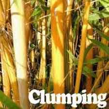 All the bamboo turn golden in the midday sun. Buy Golden Goddess Bamboo From Ty Ty Nursery