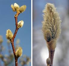 The idea is to prevent the fungus from spreading. Star Magnolia Magnolia Stellata Wisconsin Horticulture