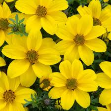 Image result for Bidens flagellata
