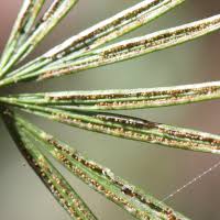 Image result for Actiniopteris semiflabellata