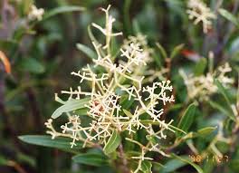 Image result for Mascarenhasia