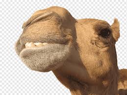 Go to a pediatrician and seek medical advice. Whole Stuffed Camel Milk Camelids Desert Camel Creative Child Brown Animals Png Pngwing