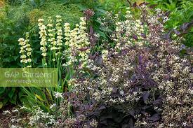 Image result for Clematis recta atropurpurea