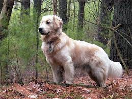 May 10, 2021 · basically, albino golden retriever is a golden retriever in a very pale shade of gold. Why White Golden Retriever Aren T White Natural History