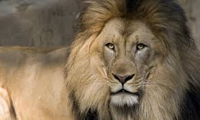 Lion, the demon witch, is a ranged intelligence hero, most commonly played as a support, who serves as a powerful offensive spellcaster. Lion Smithsonian S National Zoo