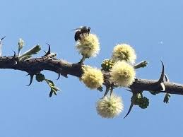 Image result for Acacia hebeclada