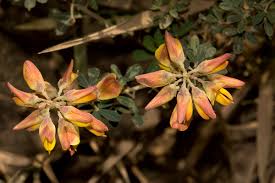 Image result for Crotalaria argyrolobioides