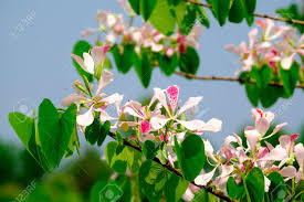 Image result for Bauhinia monandra
