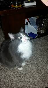 Профил за Cricket3