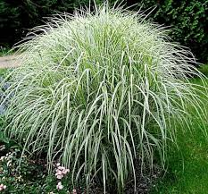 Image result for Miscanthus violaceus