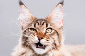 This means that felines always breathe through their nose. What Is A Cat Flehmen Response Catster
