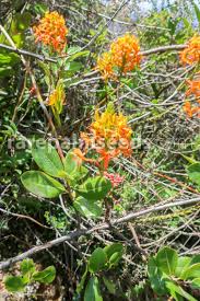 Image result for Mimulopsis solmsii