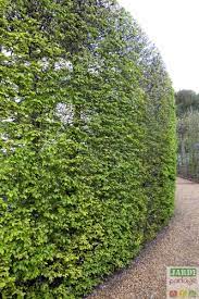 Plante pour haie qui pousse vite ». Haie Fleurie Qui Pousse Vite Trendy Les Arbustes Qui Ont T Choisis With Haie Fleurie Qui Pousse Haie Qui Pousse Vite Et Haut Apsip Com