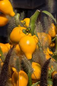 Image result for Solanum mammosum