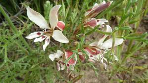 Image result for Menodora heterophylla