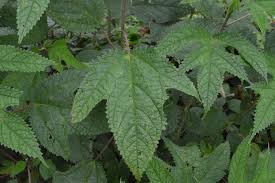 Image result for Girardinia diversifolia