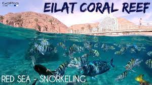 Cas confirmés, mortalité, guérisons, toutes les statistiques Eilat Israel Snorkeling In The Red Sea Gopro 7 2020 Youtube