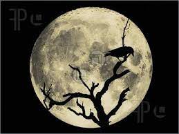 Wildlife A Crow S Silhouette On A Tree In Front Of The Moon Crow Silhouette Tree Silhouette Tree Tattoo Art