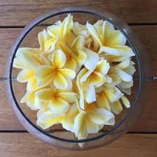 Frangipani Also Known As Jepun In Balinese Is A Symbol Of Loyalty In Hindu Culture And Can Be Found Growing Freely In The Landsc Bali Hindu Culture Frangipani