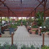 Located right off charleston blvd. Star Nursery 9480 W Tropicana Ave