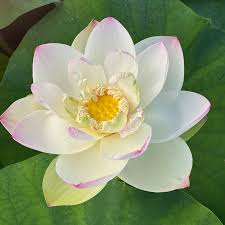 Image result for Lotus